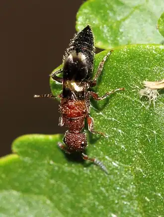 Description de l'image Mesitiinae 2019 10 06 7983.jpg.