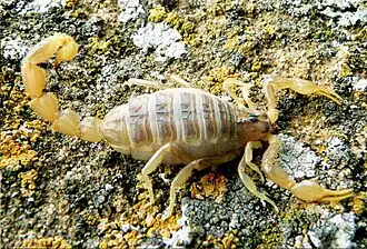 Description de l'image Mesobuthus bogdoensis.jpg.