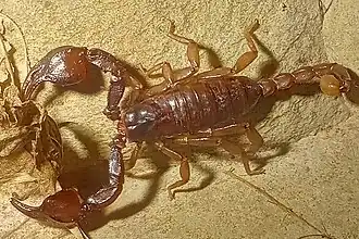 Description de l'image Mesobuthus caucasicus.jpg.