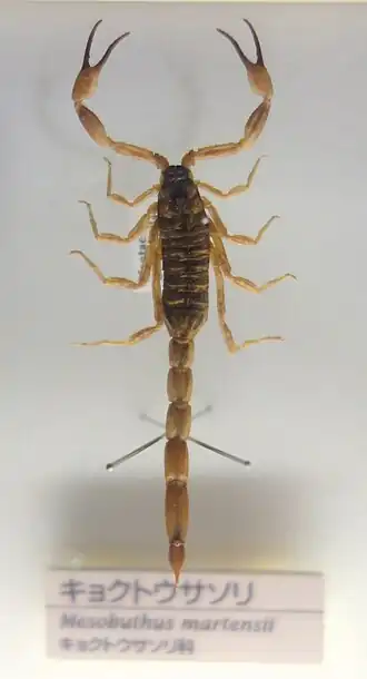 Description de l'image Mesobuthus martensii - National Museum of Nature and Science, Tokyo - DSC07145.JPG.