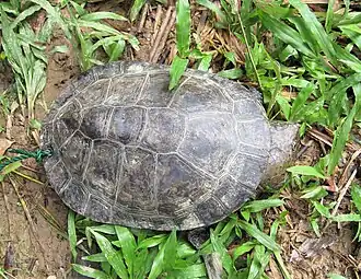 Description de l'image Mesoclemmys raniceps 114582794.jpg.