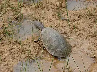 Description de l'image Mesoclemmys tuberculata 371673692.jpg.