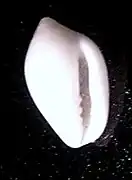 Mesoginella turbinata