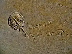 Mesolimulus walchi (Mesolimulidae)