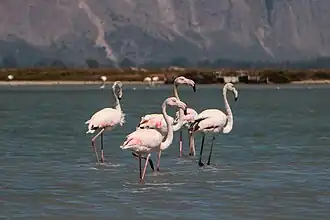 Flamants roses dans le lagon de Missolonghi.