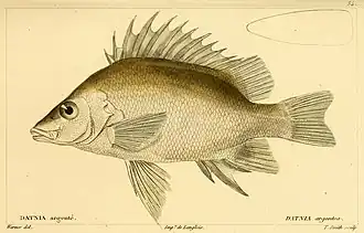 Mesopristes argenteus.