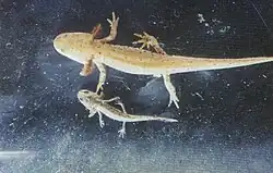 photo d'une larve de Triton alpestre