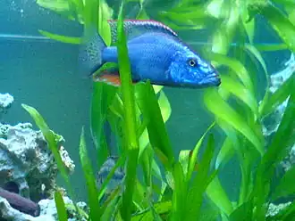 Dimidiochromis compressiceps