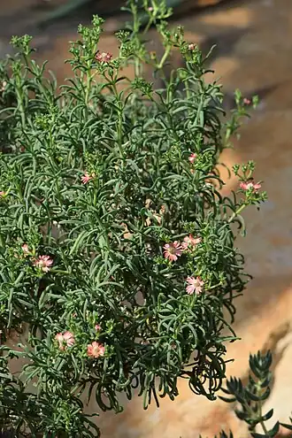 Description de l'image Mestoklema tuberosum kz03.jpg.