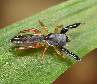 Description de l'image Metacyrba floridana (49043015412).jpg.