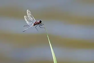 Description de l'image Metallic pennant (33213267726).jpg.