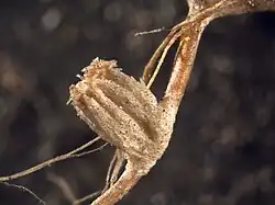 Metallogorgia splendens.