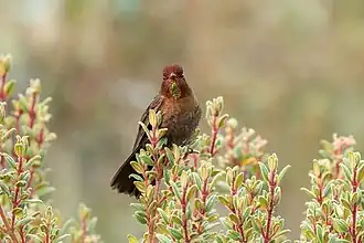 Description de l'image Metallura theresiae 289312769.jpg.