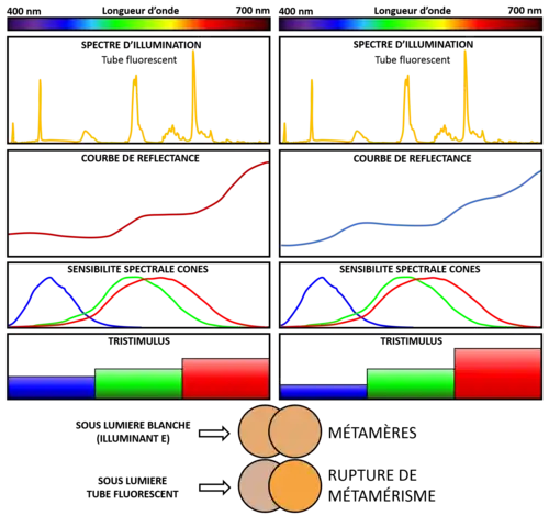 Rupture du métamérisme de deux couleurs de surface sous éclairage par tube fluorescent.