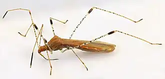 Description de l'image Metatropis rufescens, Minera, North Wales, Sept 2019.jpg.