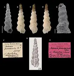 Metaxia fuscoapicata.