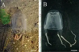 Description de l'image Meteorona kishinouyei.jpg.