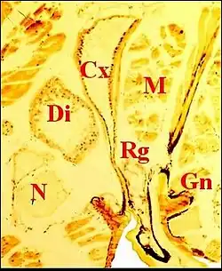 Fig. 8 -  Metepeira incrassata : 6e paire (6). Cx, glande coxale proprement dite ; D, son canal ; Di, diverticule intestinal ; Gn, gnathocoxa ; M, muscles