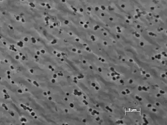 Description de l'image Methanimicrococcus blatticola.jpg.