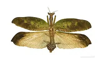 Description de cette image, également commentée ci-après