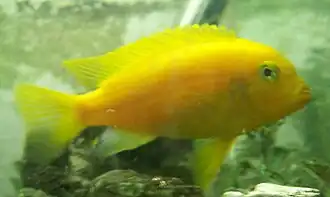 mâle de livrée d'élevage