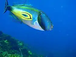 Meuschenia hippocrepis.