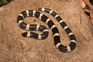 Description de l'image Mexican Short-tailed Snake (Sympholis lippiens).jpg.