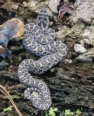 Description de l'image Mexican Smallhead Rattlesnake imported from iNaturalist photo 46759429 on 5 February 2022.png.