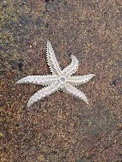 Meyenaster gelatinosus