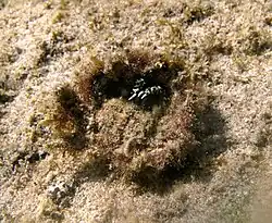 Micippa platipes (sur le dos)