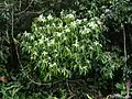 arbuste fleuri