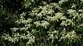 inflorescence
