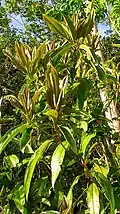 rameau fertile