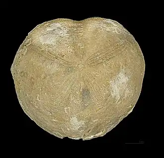 Micraster brevis MHNT