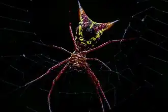 Description de l'image Micrathena sagittata - 2021.jpg.