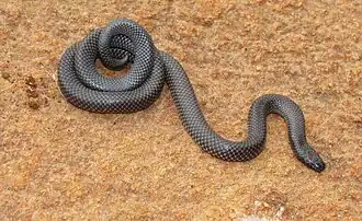 Description de l'image Micrelaps vaillanti 459696.jpg.