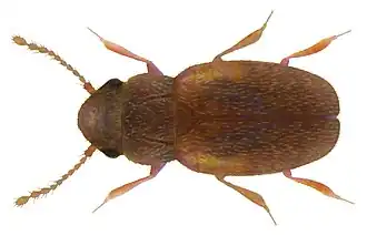 Description de l'image Micridium halidaii (Matthews, 1868) (3761756589).jpg.