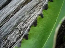 Sores recouvertes de leur membrane gris plomb.