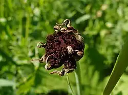 Microbotryum tragopogonis-pratensis.