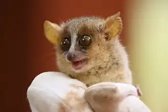 Description de l'image Microcebus ravelobensis 173025710.jpg.