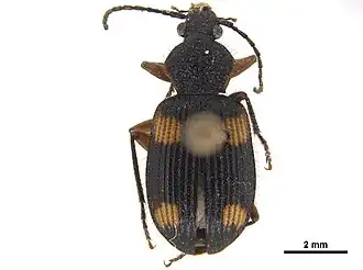 Description de l'image Microcosmodes sp CCDB-30447-D04 Dorsal.jpg.