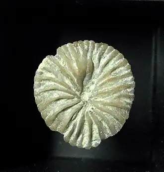 Description de l'image Microcyclus thedforensis 01 SR MC 07-03-06.jpg.