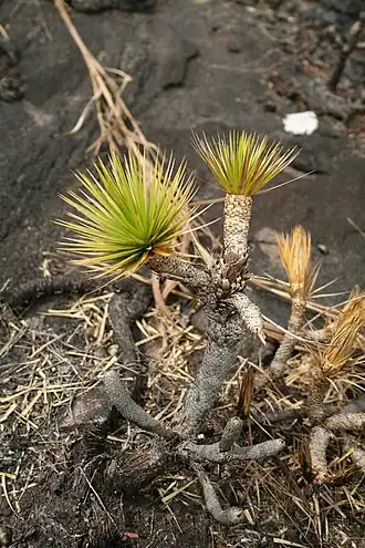 Description de l'image Microdracoides squamosus MS 3667.jpg.