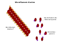 Constituants d'un filament d'actine.