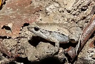 Description de l'image Microhyla mymensinghensis 30916423.jpg.