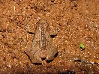 Description de l'image Microhyla sholigari top view.jpg.