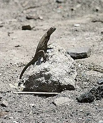 Description de l'image Microlophus atacamensis.jpg.