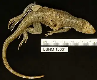 Description de l'image Microlophus pacificus dorsal.jpg.