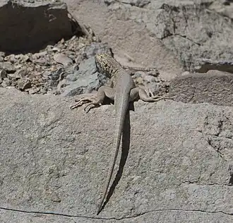 Description de l'image Microlophus theresioides 359397983.jpg.