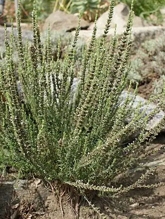 Description de l'image Micromeria juliana kz1.jpg.